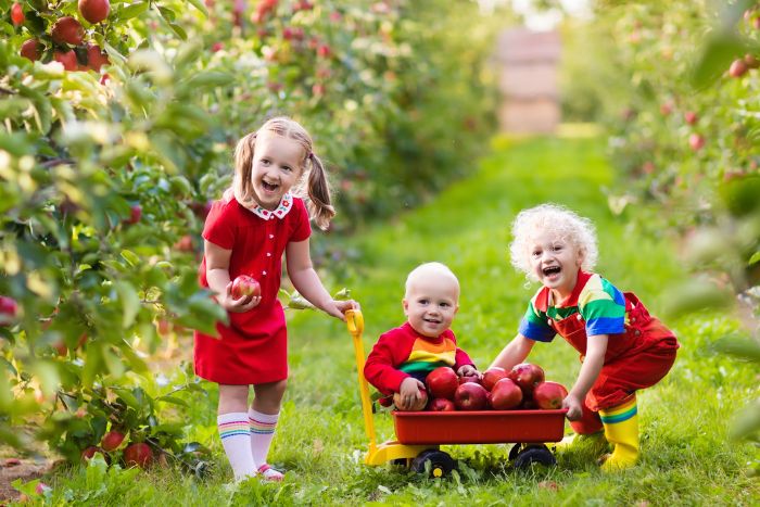 enfants cueillent des pommes dans un vergers
